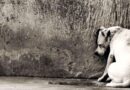 Cachorros abandonados nas ruas de Bom Despacho