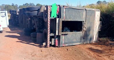 Carreta carregada de bois tomba na BR-262