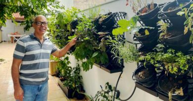 A emoção de ter uma horta vertical no quintal de casa