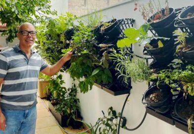 A emoção de ter uma horta vertical no quintal de casa