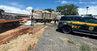 PRF apreende 1,3 toneladas de maconha na BR-262