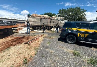 PRF apreende 1,3 toneladas de maconha na BR-262