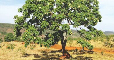 É tempo de pequi, o ouro do Cerrado