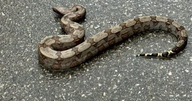 Empresário resgata jiboia em rodovia e devolve à natureza