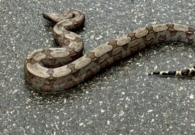 Empresário resgata jiboia em rodovia e devolve à natureza