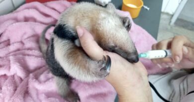 A história de Olavo, filhote de tamanduá salvo pelo Cetras