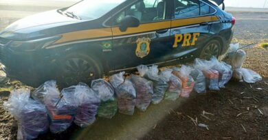 PRF apreende 250 kg de maconha em blitz na BR-262