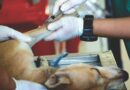 Setembro chegou; é tempo de vacinar os seus pets