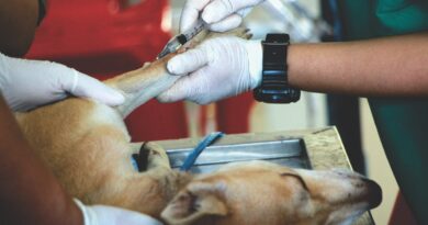Setembro chegou; é tempo de vacinar os seus pets
